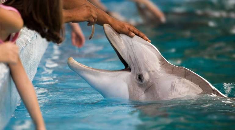 Usage of the Dolphin Assisted Therapy in rehabilitatio of children