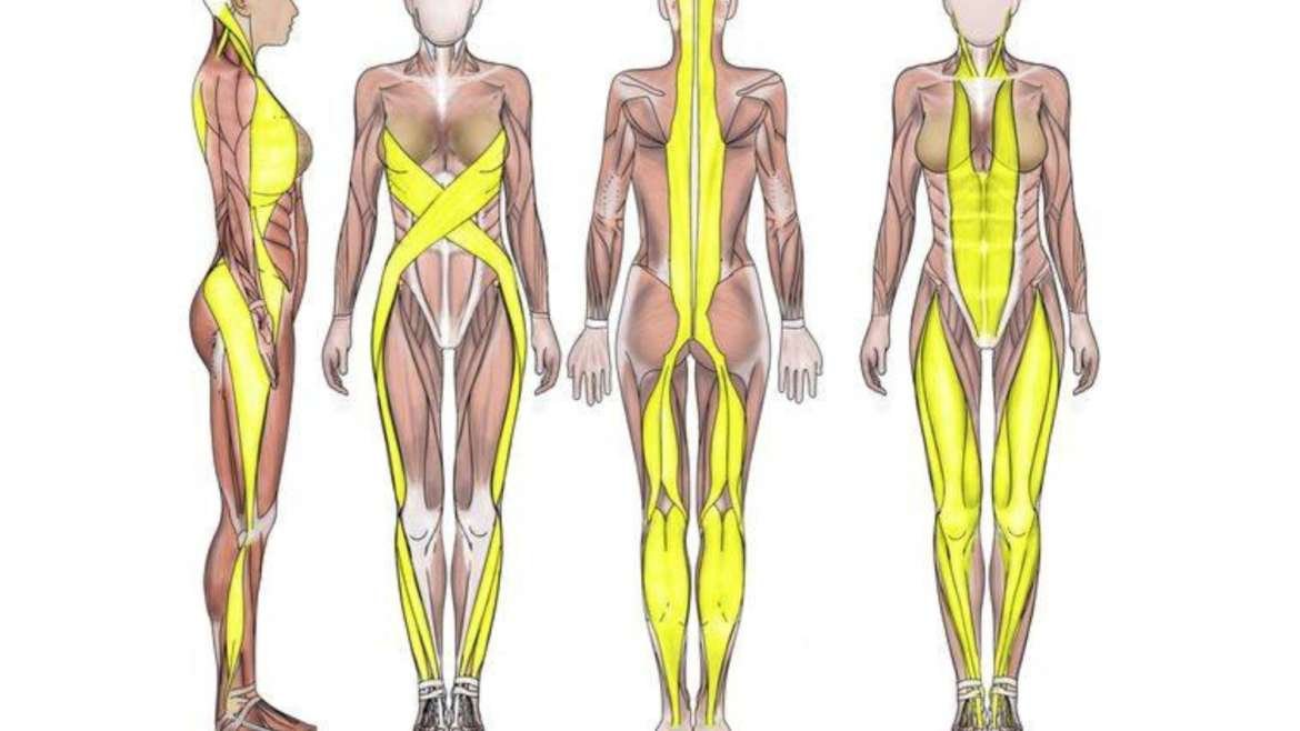 El Dolor de Espalda – Comprendiendo la Fascia y su Función