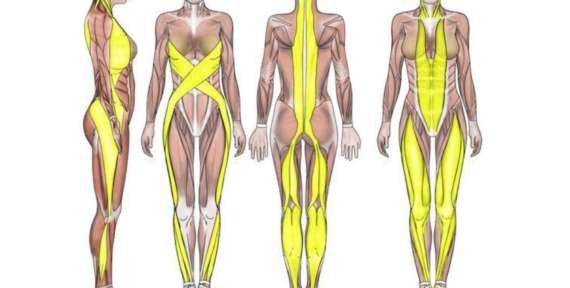 El Dolor de Espalda – Comprendiendo la Fascia y su Función