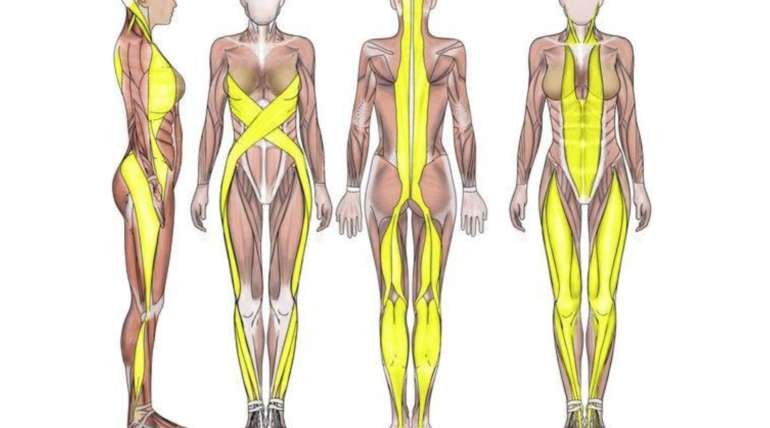 El Dolor de Espalda – Comprendiendo la Fascia y su Función